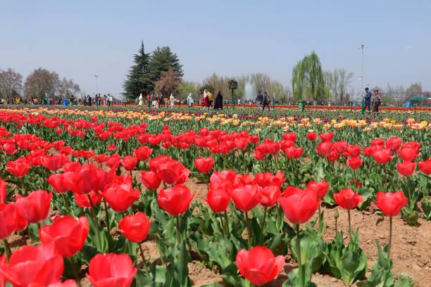 Largest Tulip Garden