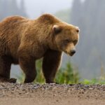 Brown Bear