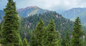 Illegal Felling of Conifer Trees