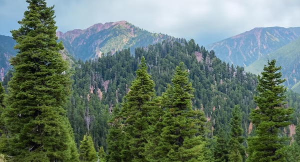 Illegal Felling of Conifer Trees