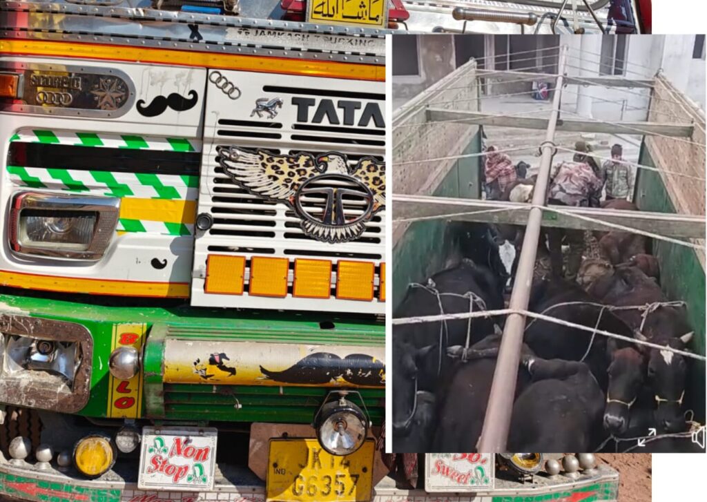 Bovine Smuggling Bid Foiled