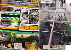Bovine Smuggling Bid Foiled
