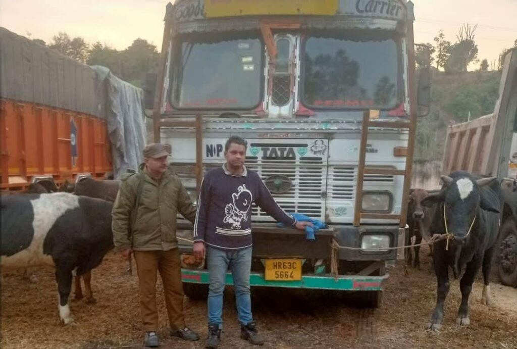 Bovine Smuggling Bid