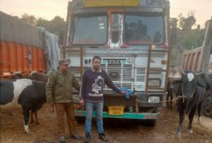 Bovine Smuggling Bid
