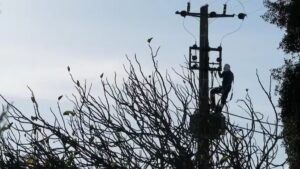 Tree-Cutting Works